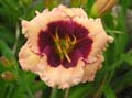 MARY ETHEL ANDERSON