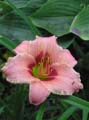 PALATINA PINK PANTHER