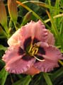SILOAM MERLE KENT