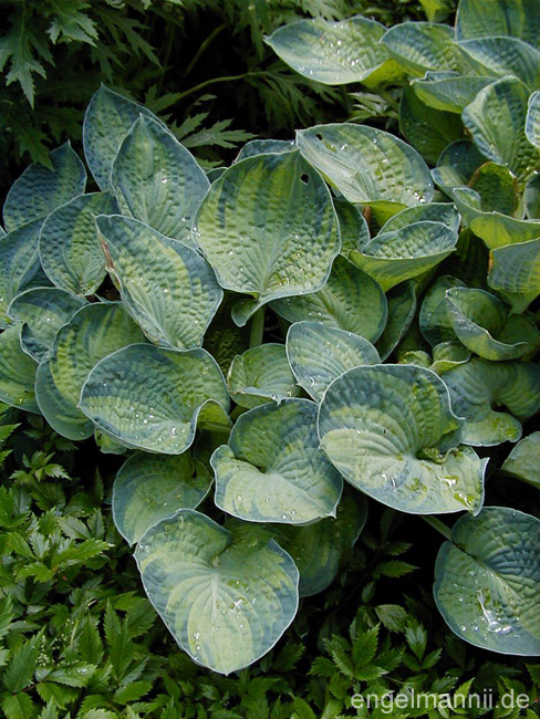 AUREONEBULOSA