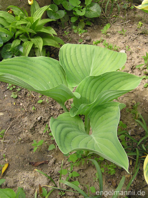 GREEN EMERALD