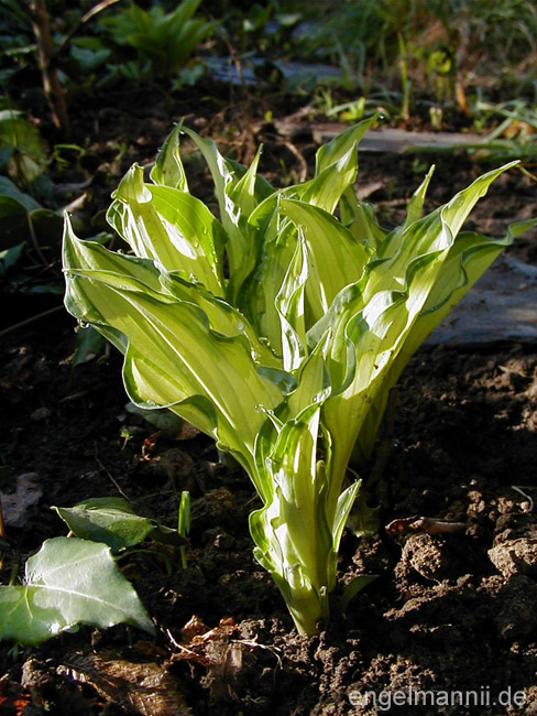 H. fortunei albopicta