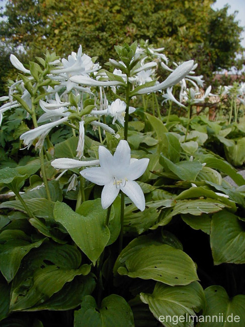 H. plantaginea 