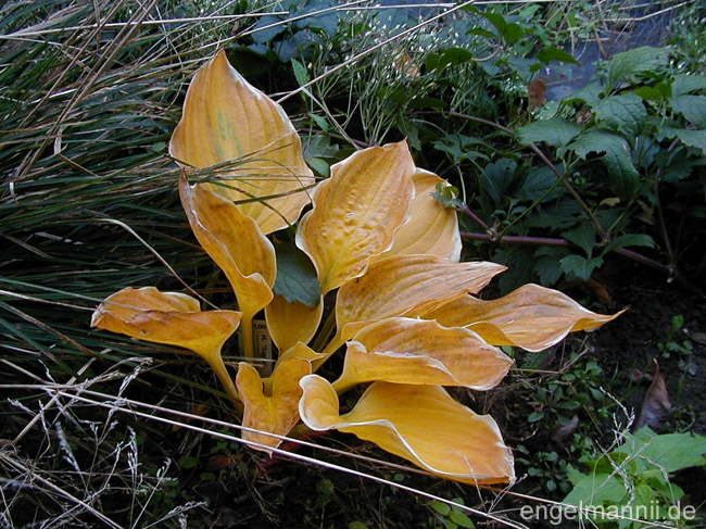 SAGAE herbst