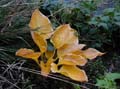 SAGAE herbst